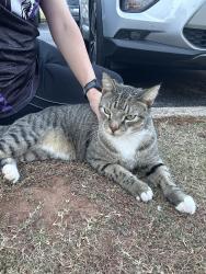 Found/Stray Unknown Cat last seen The Villages of Madison Towne Center, Madison, AL 35758