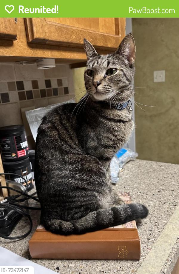 Reunited Male Cat last seen Rivermont dr, Gastonia, NC 28054