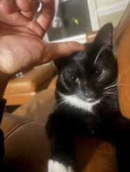 Reunited Male Cat last seen Near South Harrison road, Sterling, VA 20164