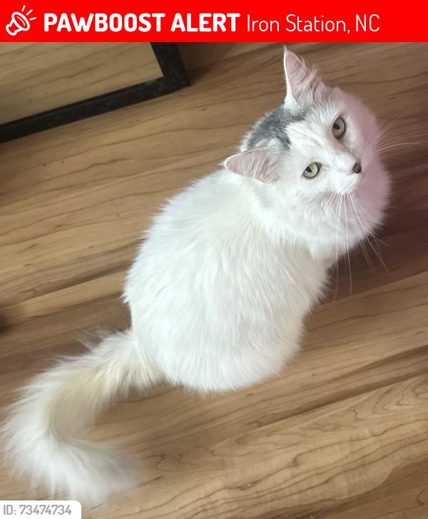Lost Female Cat last seen Devine road or keever dairy farm road and highway 16 iron station, Iron Station, NC 28080
