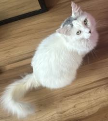 Lost Female Cat last seen Devine road or keever dairy farm road and highway 16 iron station, Iron Station, NC 28080