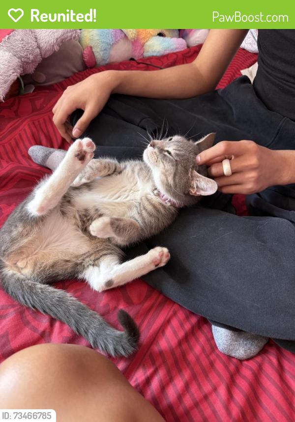 Reunited Female Cat last seen sudlersville south, Maryland City, MD 20724