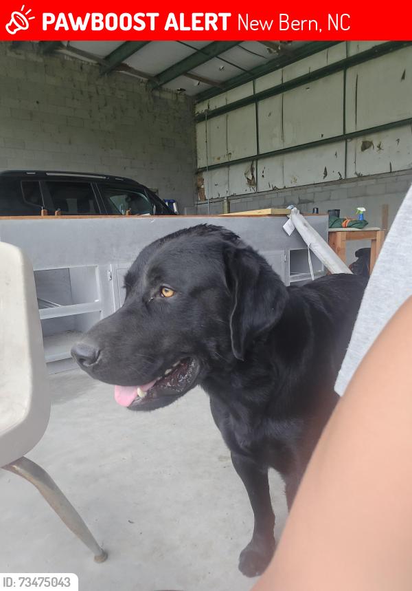 Lost Male Dog last seen Half moon rd, New Bern, NC 28560