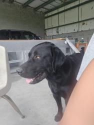 Lost Male Dog last seen Half moon rd, New Bern, NC 28560