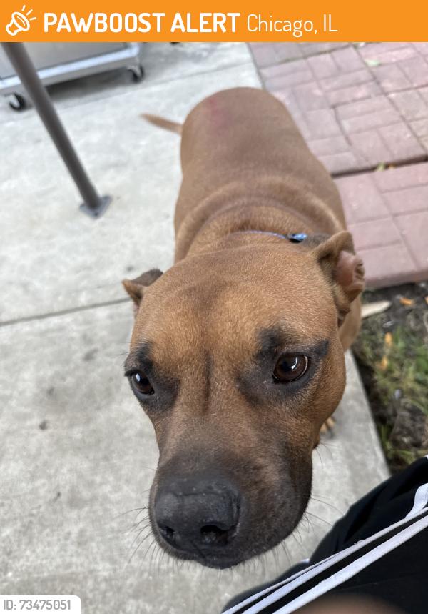 Found/Stray Male Dog last seen W 64th St and S Maplewood, Chicago, IL 60629