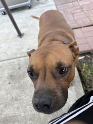 Found/Stray Male Dog last seen W 64th St and S Maplewood, Chicago, IL 60629