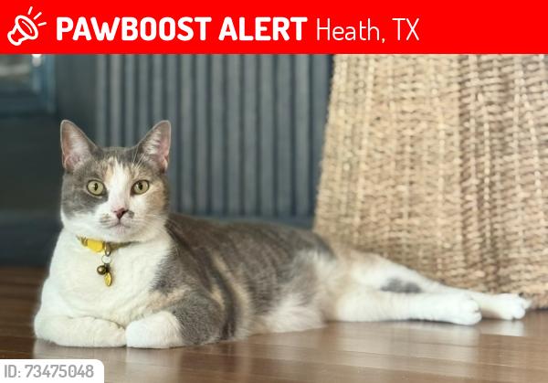Lost Female Cat last seen Smirl Dr, Spanish Schoolhouse, Heath, TX 75032