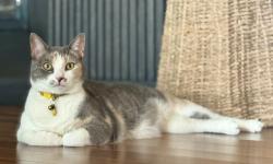 Lost Female Cat last seen Smirl Dr, Spanish Schoolhouse, Heath, TX 75032