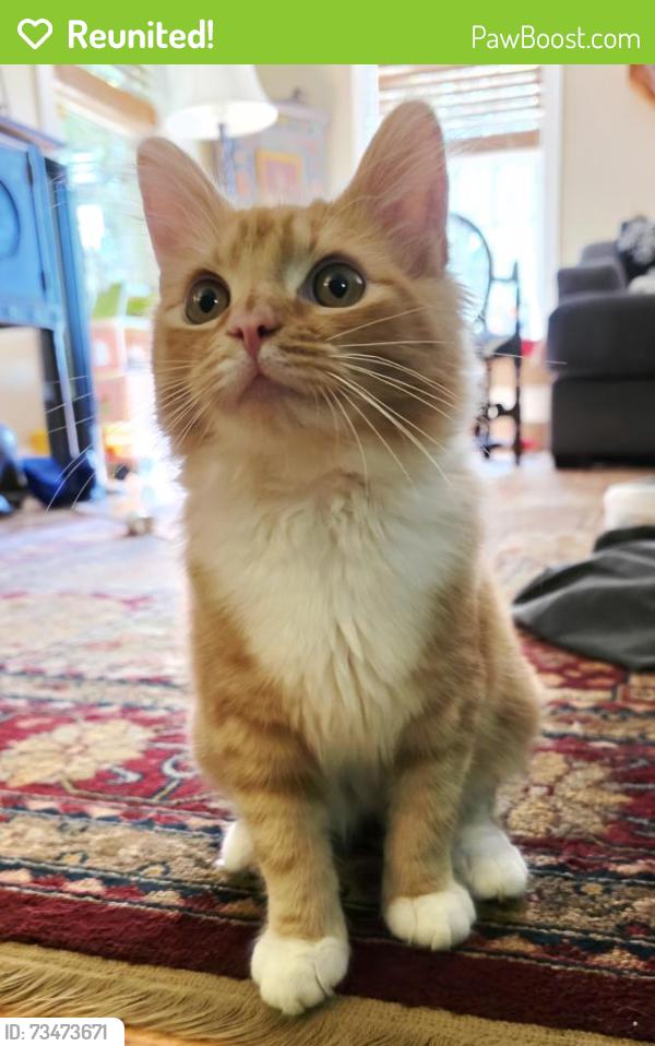 Reunited Male Cat last seen Finnalee rd, Asheville, NC 28803