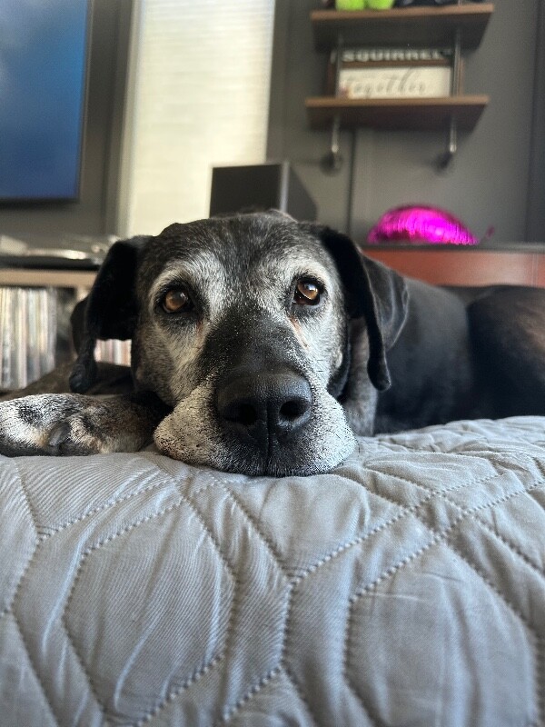 Shelter Stray Female Dog last seen Near S 550 W, Syracuse, UT 84075, USA, 1422 E 600 N, Fruit Heights, UT 84037, USA