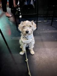 Lost Male Dog last seen South El Monte, El Monte, CA 91733