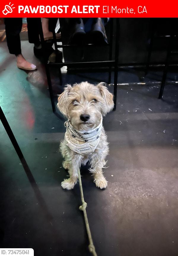 Lost Male Dog last seen South El Monte, El Monte, CA 91733