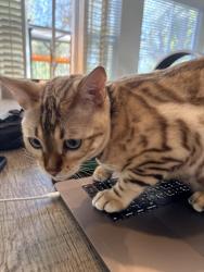 Lost Male Cat last seen Near Corvidae st, Carlsbad, Carlsbad, CA 92011