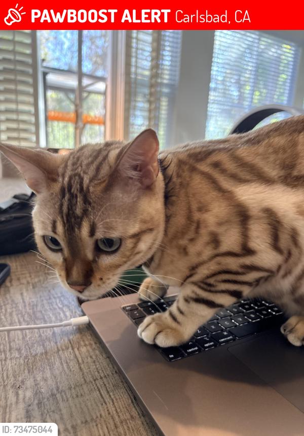 Lost Male Cat last seen Near Corvidae st, Carlsbad, Carlsbad, CA 92011
