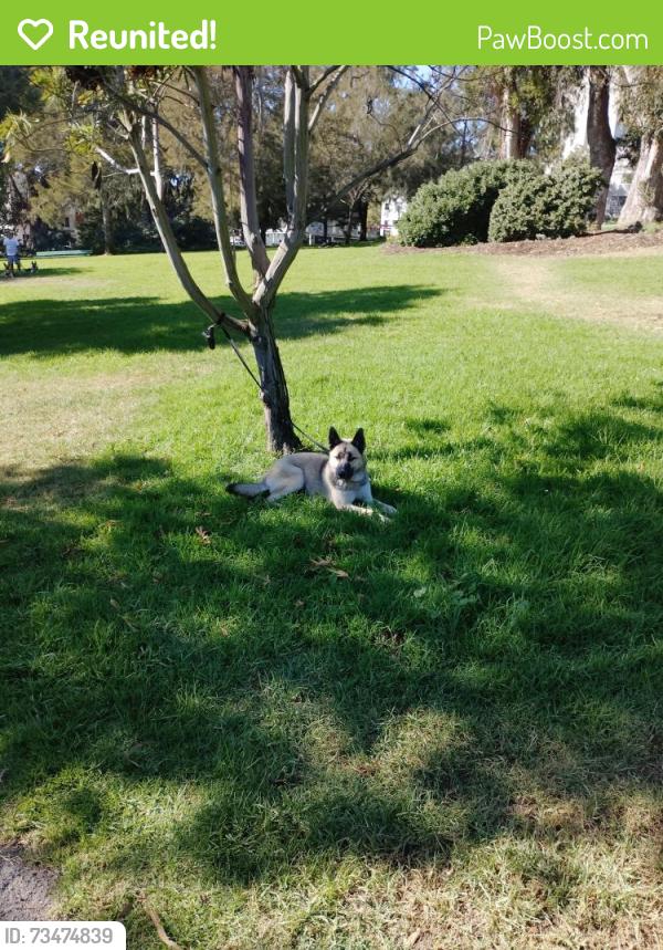 Reunited Male Dog last seen Jefferson Square Park, San Francisco, CA 94115