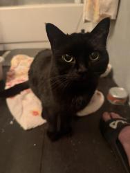 Reunited Unknown Cat last seen Queen anne Beerhall, Seattle, WA 98119