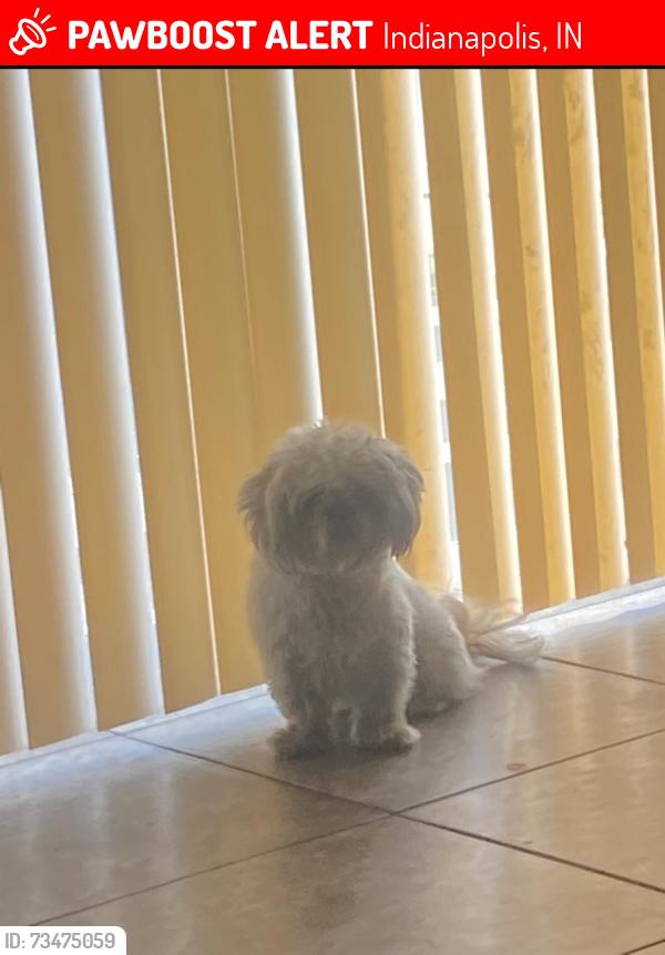 Lost Female Dog last seen Southeastern and Franklin, Indianapolis, IN 46239