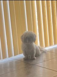 Lost Female Dog last seen Southeastern and Franklin, Indianapolis, IN 46239