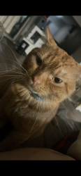 Lost Male Cat last seen Near pebble vale drive, Plano, TX 75075
