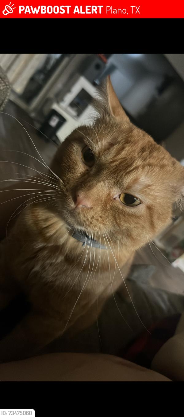 Lost Male Cat last seen Near pebble vale drive, Plano, TX 75075
