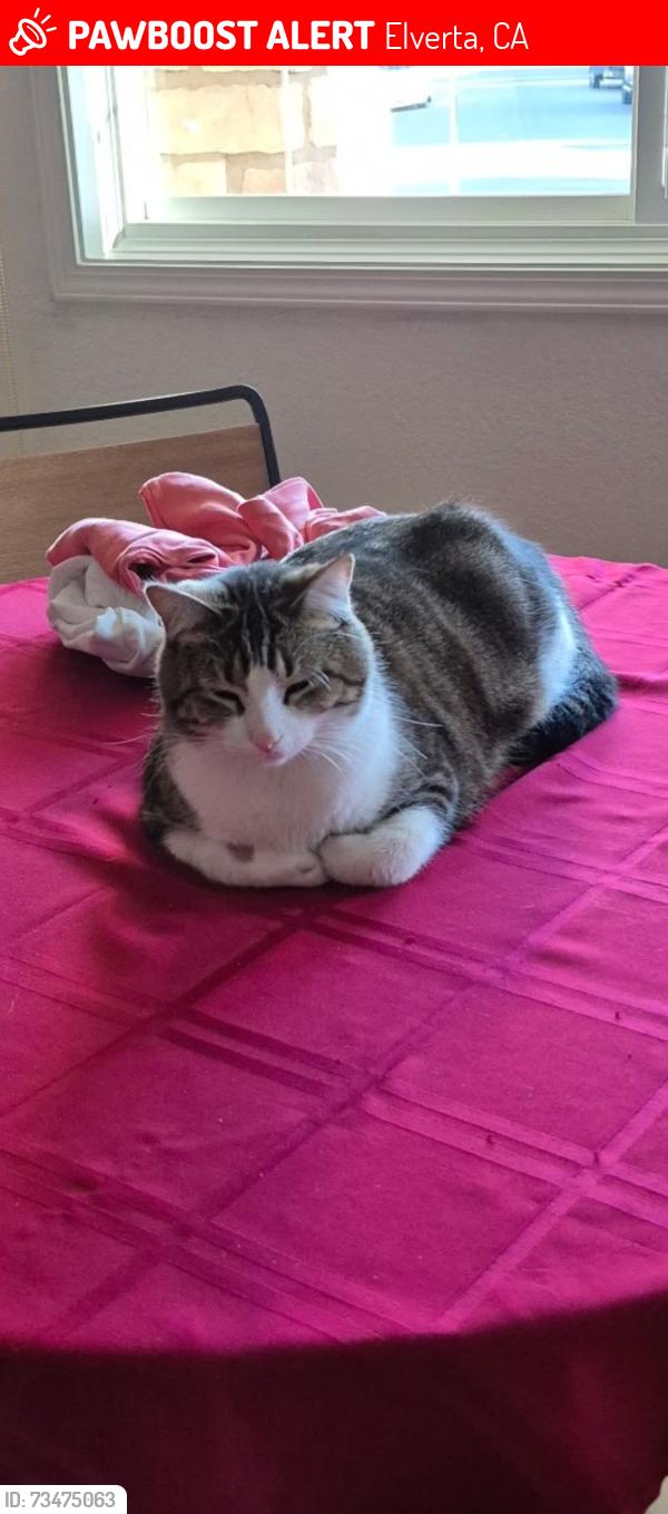 Lost Male Cat last seen Near Elverta market dutch haven and Elverta rd, Elverta, CA 95626