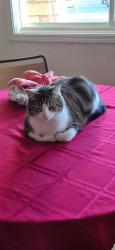 Lost Male Cat last seen Near Elverta market dutch haven and Elverta rd, Elverta, CA 95626