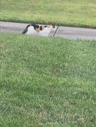 Found/Stray Unknown Cat last seen Galene drive, Jeffersontown, KY 40299