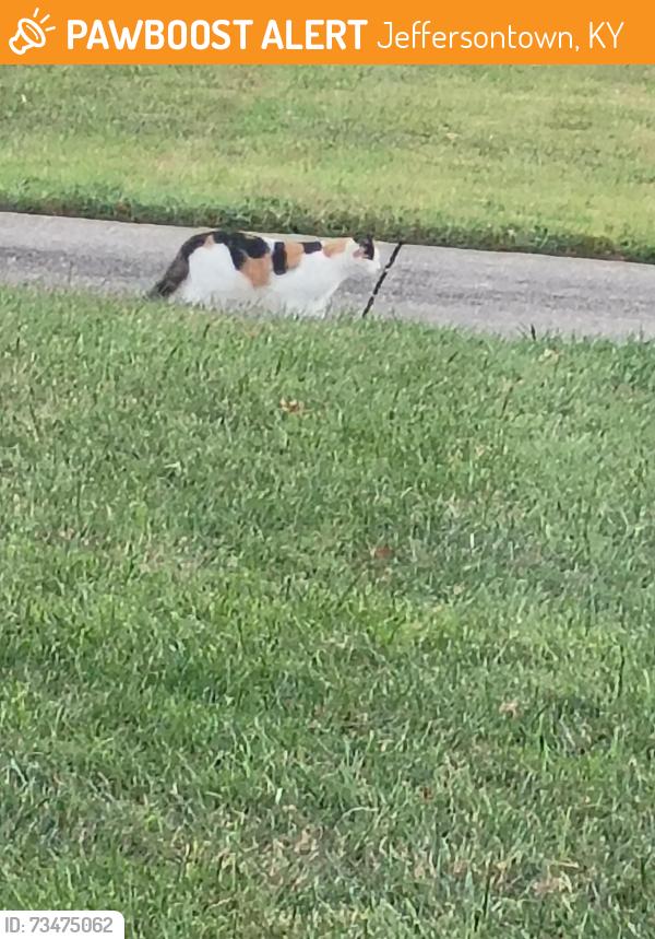 Found/Stray Unknown Cat last seen Galene drive, Jeffersontown, KY 40299