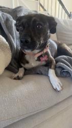 Reunited Female Dog last seen Walters road, Houston, TX 77068