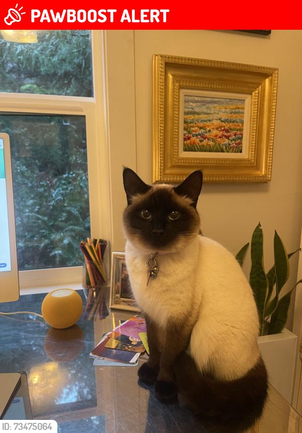 Lost Female Cat last seen Olmstead Rd, Whaletown, Cortes, BC., Whaletown, BC V0P 1Z0