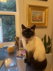 Lost Female Cat last seen Olmstead Rd, Whaletown, Cortes, BC., Whaletown, BC V0P 1Z0