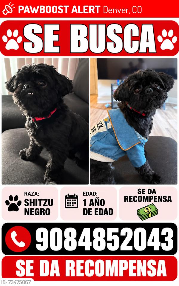 Lost Male Dog last seen Near e Yale ave, Denver, CO 80231