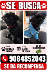 Lost Male Dog last seen Near e Yale ave, Denver, CO 80231
