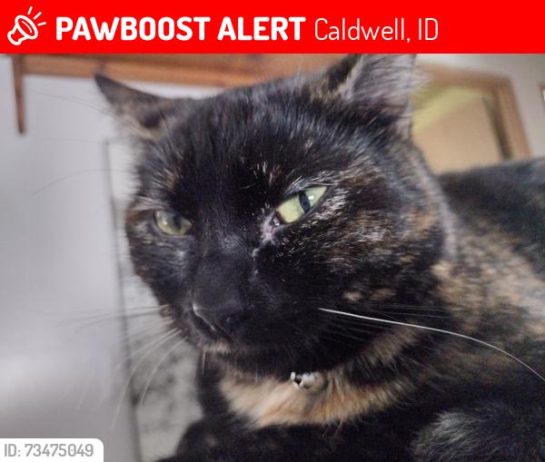 Lost Female Cat last seen Hardy Estates Trailer Court, Caldwell, ID 83605