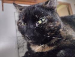 Lost Female Cat last seen Hardy Estates Trailer Court, Caldwell, ID 83605