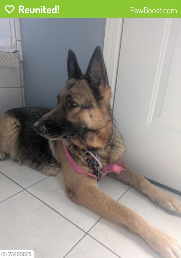 Reunited Female Dog last seen Kenneth Hahn park, View Park-Windsor Hills, CA 90043