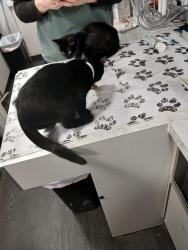 Reunited Male Cat last seen Leland and balsam, Madison, WI 53711