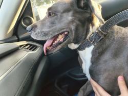 Found/Stray Unknown Dog last seen On the corner of e Sioux Rd and n knights Dr, Pharr, TX 78577