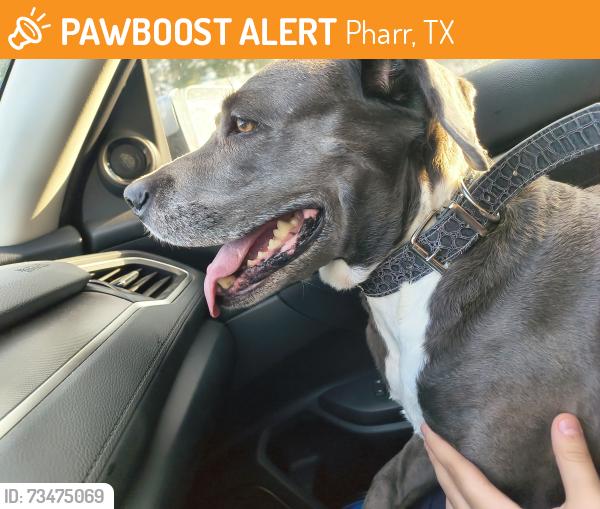 Found/Stray Unknown Dog last seen On the corner of e Sioux Rd and n knights Dr, Pharr, TX 78577