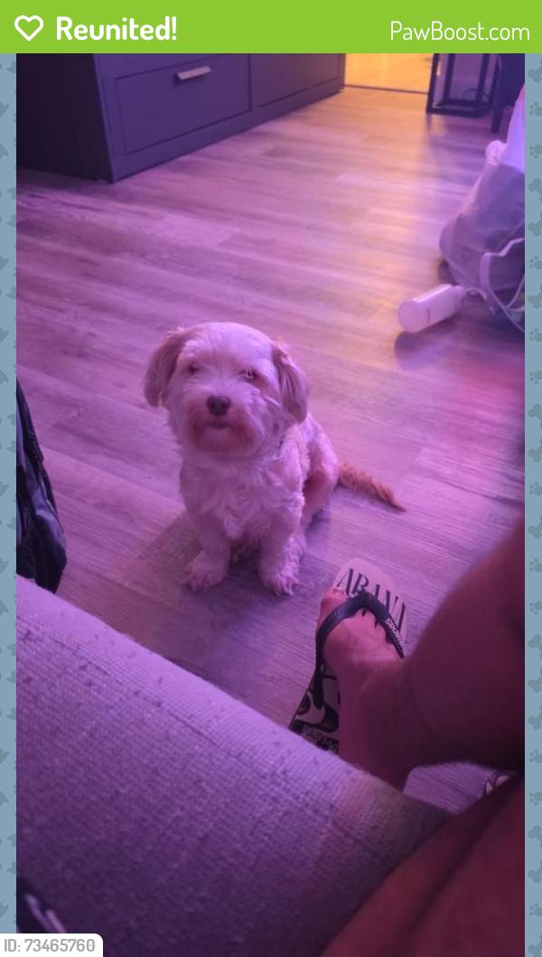 Reunited Female Dog last seen Jamestown cndmnium, St. Petersburg, FL 33702