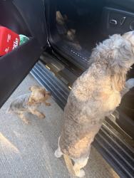 Reunited Unknown Dog last seen Twin lakes way, Plano, TX 75093