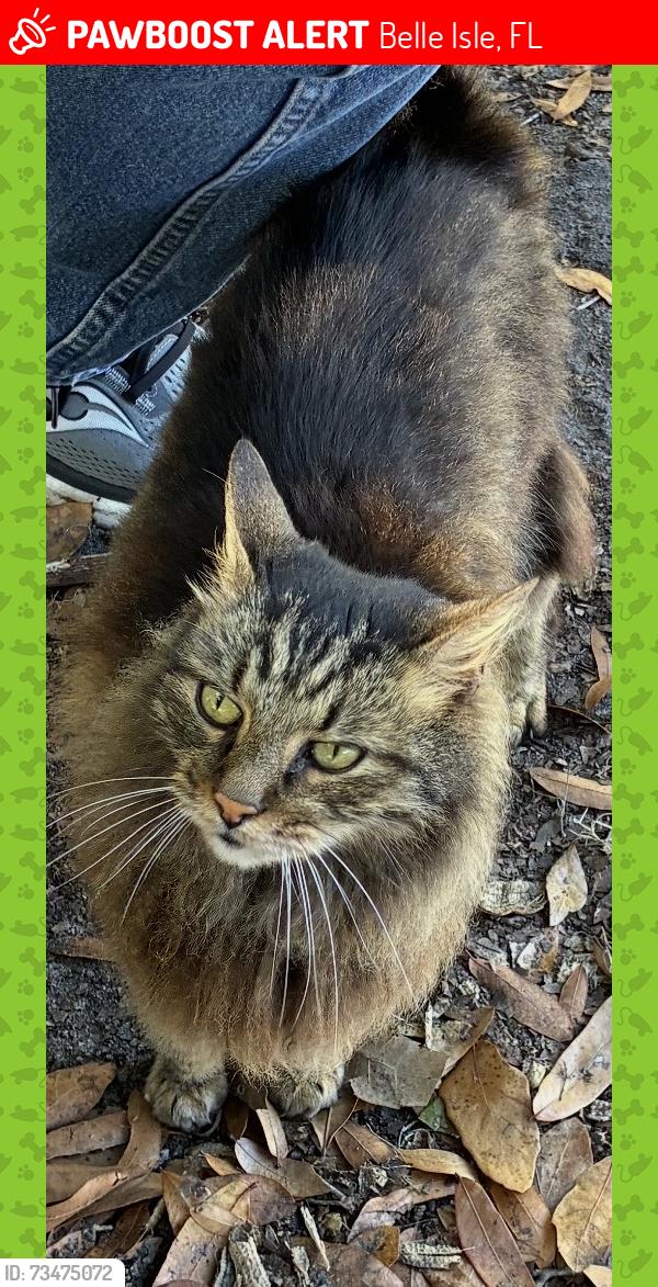 Lost Male Cat last seen Warren Park Road and Barby Lane, Belle Isle, FL 32812