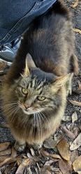 Lost Male Cat last seen Warren Park Road and Barby Lane, Belle Isle, FL 32812