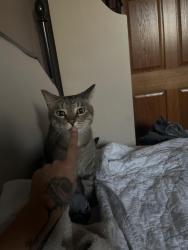 Reunited Male Cat last seen By the Chinese temple or surrounding area, Waukesha, WI 53189