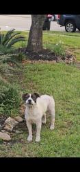 Found/Stray Male Dog last seen Sonoma oak drive, Houston, TX 77041