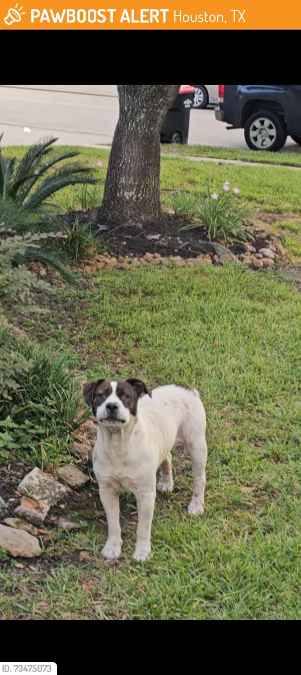 Found/Stray Male Dog last seen Sonoma oak drive, Houston, TX 77041