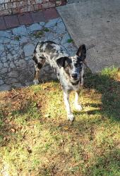 Found/Stray Male Dog last seen 104th and western, Oklahoma City, OK 73139
