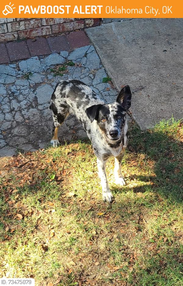 Found/Stray Male Dog last seen 104th and western, Oklahoma City, OK 73139