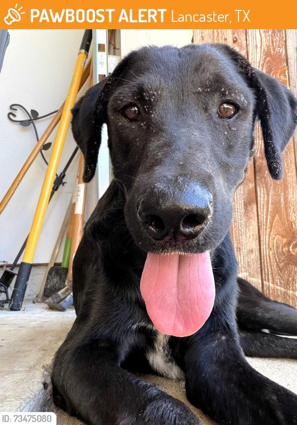 Found/Stray Unknown Dog last seen Millbrook subdivision, Lancaster, TX 75146
