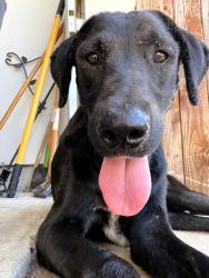Found/Stray Unknown Dog last seen Millbrook subdivision, Lancaster, TX 75146